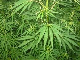 Slika /PU_SiM/forografije vijesti 2015/stabljika marihuana 1.jpg